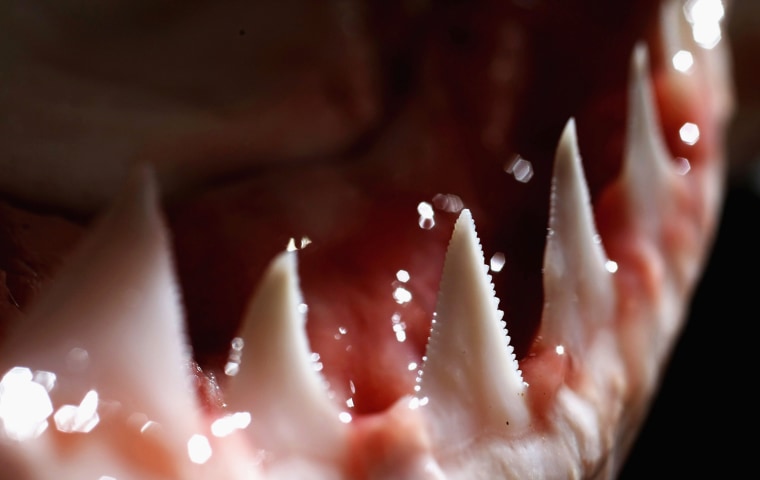 Shark-Teeth.jpg