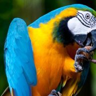 Baby_parrot
